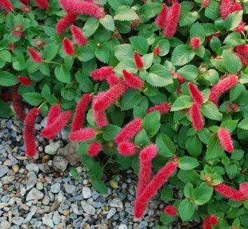 Dwarf Chenille Plant